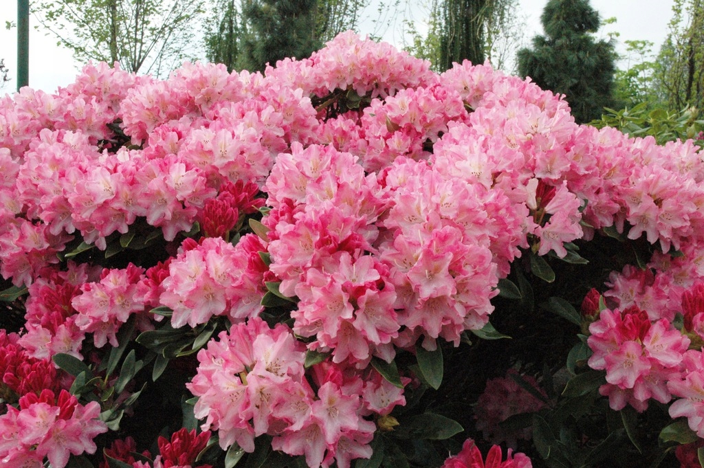 Rododendrony