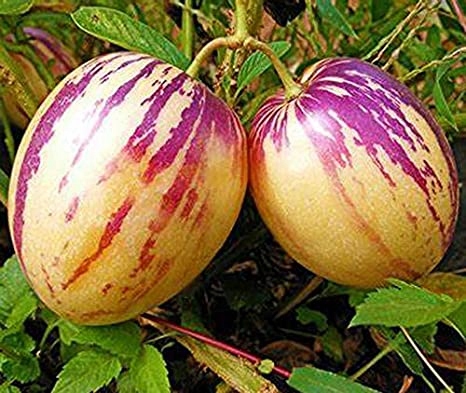Semená pepina 0,01 g
