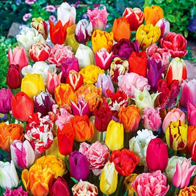 Cibuľky/cibuľky/podzemky tulipánov vo veľkom balení