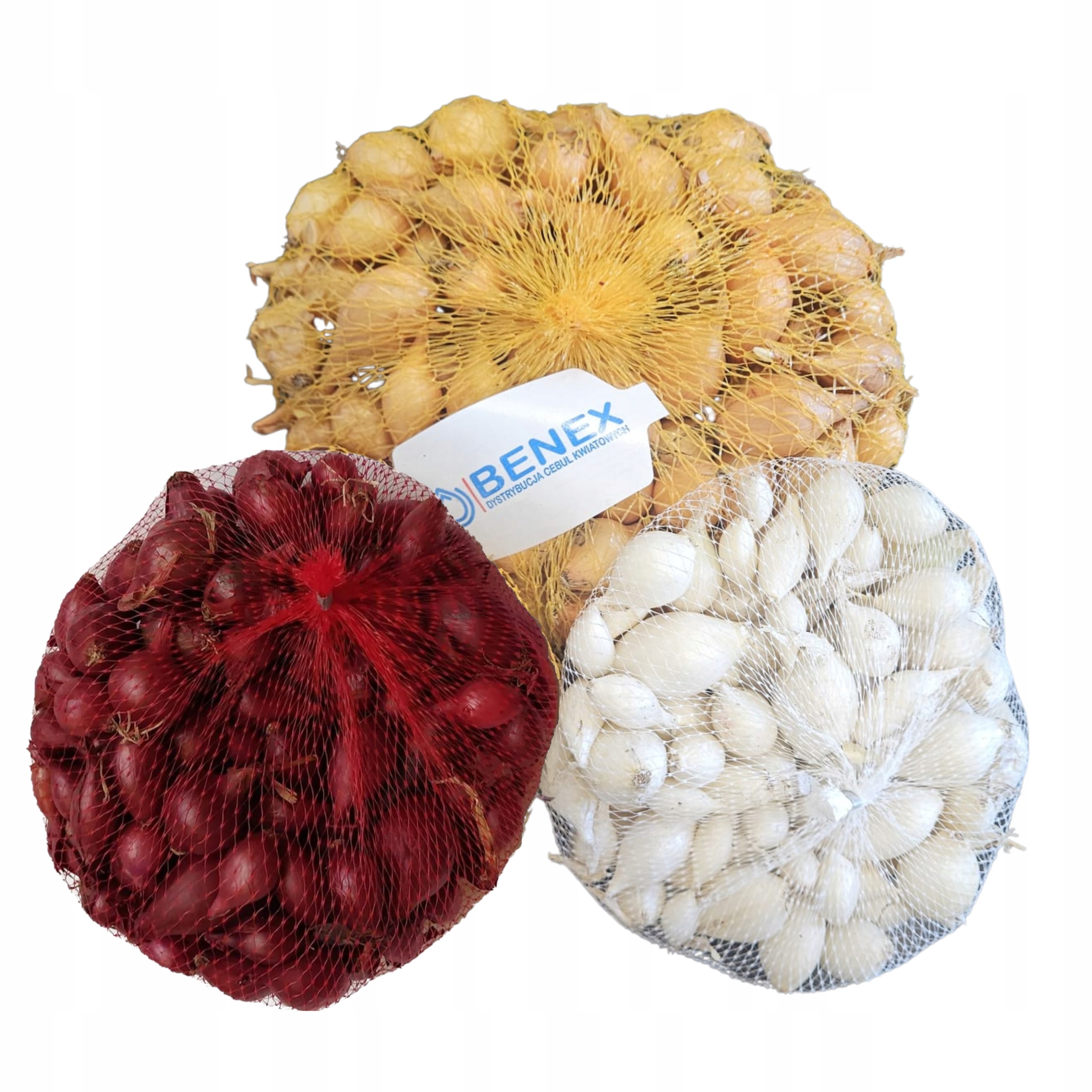 Sada jarnej cibuľky 1kg Wolska Karmen Snowbal, veľmi odolné, vysoko výnosné odrody
