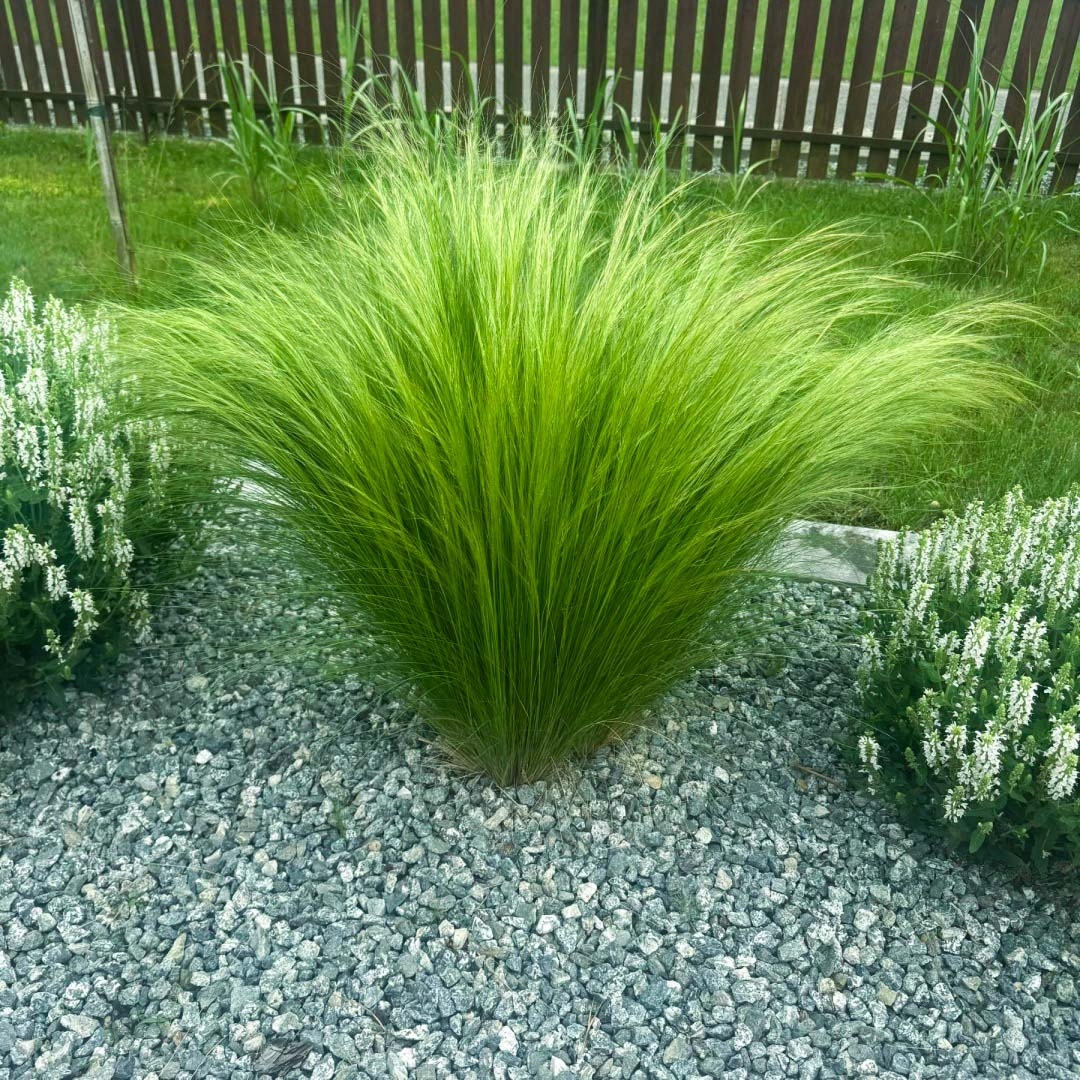 Konský chvost Stipa Stipa 'Pony Tails' 0,5 l