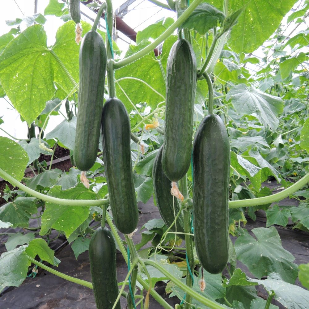 Uhorka Delicius, semienka uhorky, zelenina na pestovanie, šalátové odrody 5 g