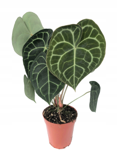 Anthurium Clarinervium veľké zberateľské zariadenie