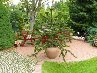 Araucaria araukaria (opica) 30-40 cm 4l