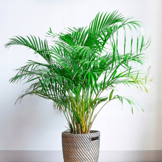 Areka - Live Dypsis Lutesscens Duży