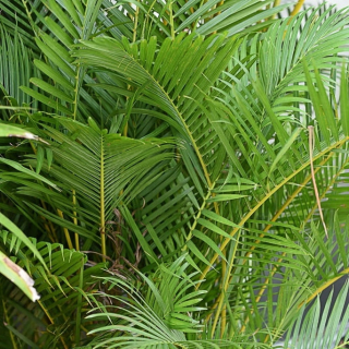 Areka - žijúci zvlhčovač Dypsis lutescens mega xxxl