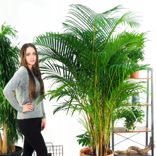 Areka - žijúci zvlhčovač Dypsis lutescens xxl