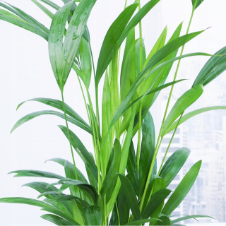 Areka - živý vzduchový zvlhčovač Dypsis médium