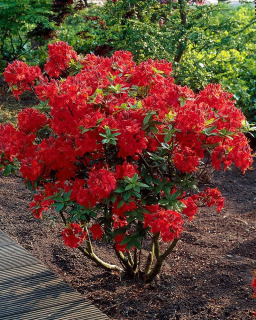 AZALIA NABUCCO LATE super RED nevybledne!!