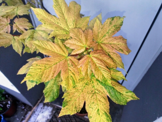 Acer pseudoplatanus 'Reymont' - platan javorolistý