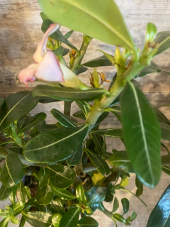 Adenium obesum Rose of the Pustini Mini Baobab 2
