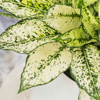 Aglonema 'Osaka' Creamy Green Listy Aglaonema