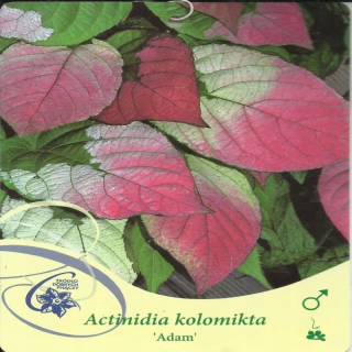 Pstolista Actinidia, Mini Kiwi Adam Actinidia KO