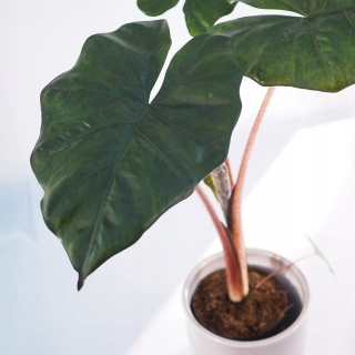 Alocasia Sarawakensis „Yucatan Princess“ Alocasia