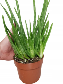 Liečenie aloe vera aloe