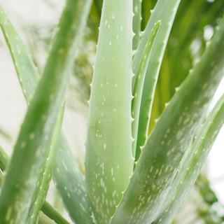 Aloe Vera. Nesmrteľná medicína pre (takmer) všetko