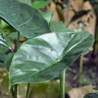 Alocasia - Alocasia Wentii - Elepant Ear XL