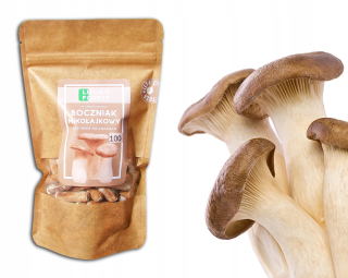 Huby na pestovanie - Ježišká's Oyster Mushroom - Mycelium na kolíkoch 100 ks