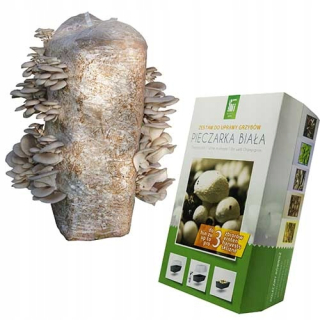 Huby na pestovanie - Vlečka + huby huby huby 15 kg ustríc húb