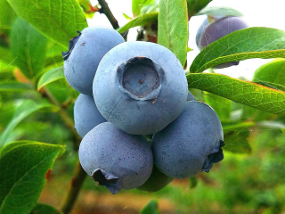 American Blueberry Chandler Mega Fruit opeľovač