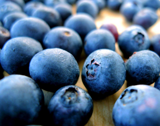 American Blueberry Goldtraube 3-ročný v hrnci