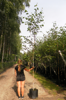 Užitočné brezy „Doorrenbos“ Betula utilis 350 cm