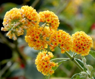 Budleja Sungold Gold - Krík motýľov - sadenica
