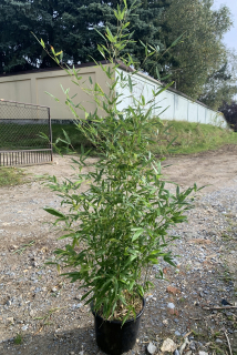 Bambus Phylostachys bisetti 15l 150-200cm Krakov