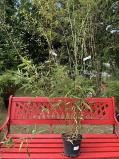 Bambus phylostachys pekinensis 3l 60-140 cm krakov
