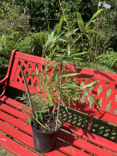 Bambus phylostachys spectabilis 2,5 l 60-100 cm KR