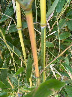 Bambus phylostachys spectabilis 5 l 100-160 cm Krk