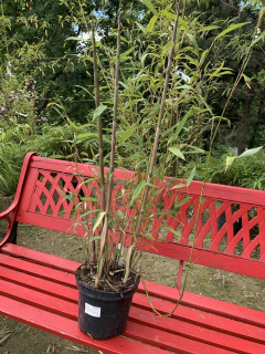 Bambus phylostachys aureosulcata 2,5 l 60-130cm KR