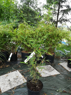 Bambus Phylostachys aureosulcata 2,5 l 60-150 cm KR