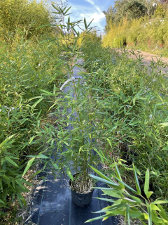 Bambus phylostachys aureosulcata 5L 130-150 cm KR