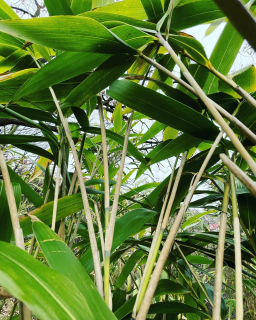Bambus Pseudosasa japonica 10L 150-200 cm pre interiér