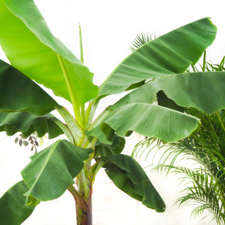 Banán musa 'tropicana' banán 230 cm