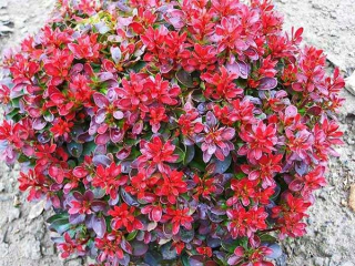 Barberry Thunberg Bagatelle Burgundsko Miniature C2
