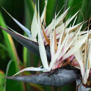 Biely raj ptak Strelitzia Nicolai Śnieżna-100 cm