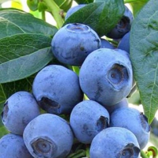 American Blueberry Nelson skontroloval neskoro odolný