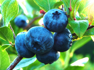 Americký čučoriedkový bluejay odolný voči chuti