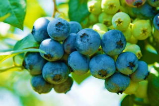 Čučoriedka čučoriedka BLUECROP 3 roky W DONICY