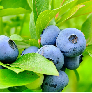 American Blueberry Blueugold je už hojný!