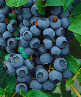 Bluejay American Blueberry z dozrieva ovocie rýchlo