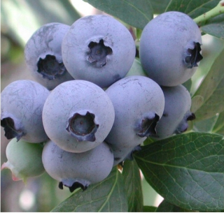Blueberry American Bonus má mega ovocie už ovocie