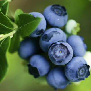 Highbush čučoriedka CHANDLER Mega FRUIT už PLODÍ