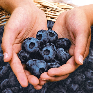 American Blueberry Chandler Najväčšie ovocie vo veku 3 rokov