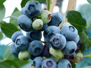 American Blueberry Chandler The Greatest Fruit C2 E