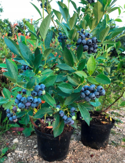 American Blueberry Early Blue 4-Lata 3L je ovocie!