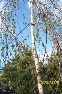 Breza xxl Pendula Tower Beech Rowan Other