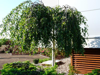 Youngia plačúca breza 170 cm / očkované